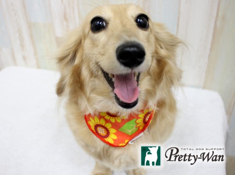 イチババジル160622