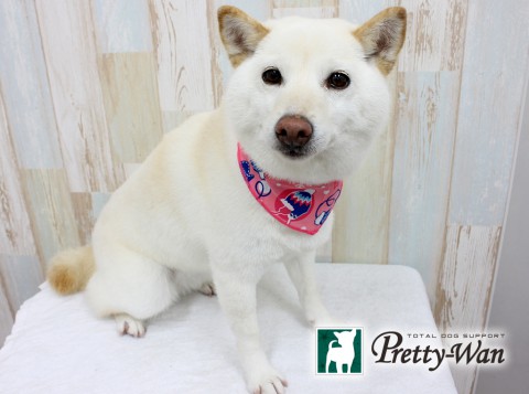 タチシフォン160220