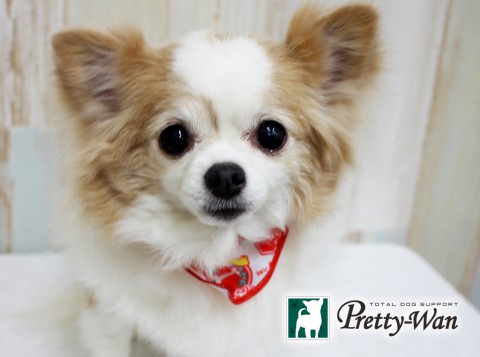 イケダハナ160326