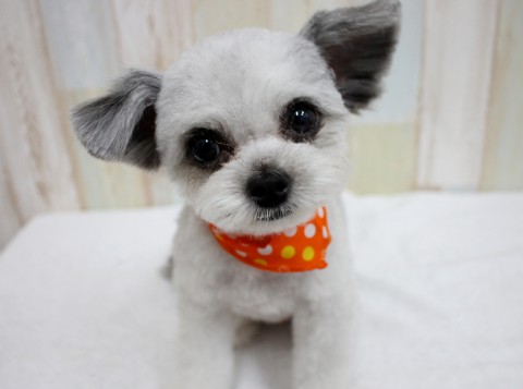 キヤカワウチルナ160607