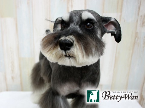 ニシオガイ160615