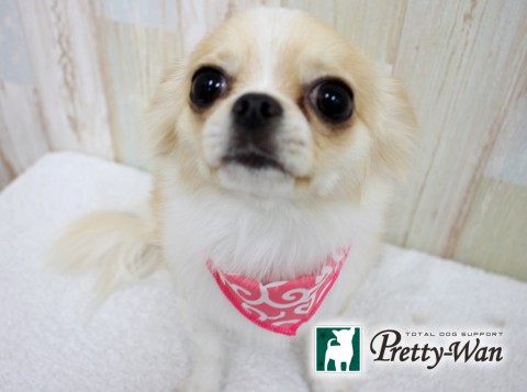 スＭＳダメルシー160502