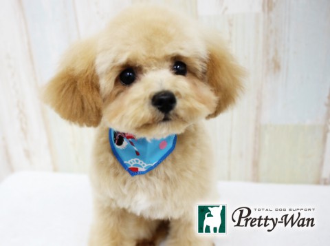 ナカシマプゥタ160426