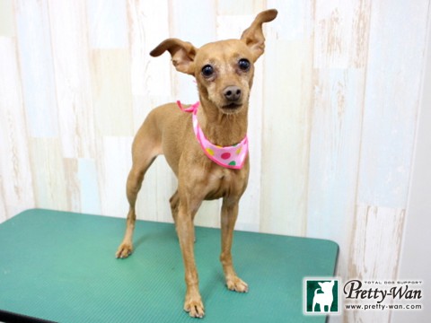 キムラモモ160130