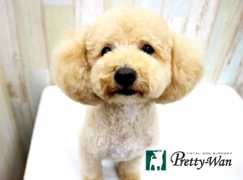 ヤナギハラキツネ160425