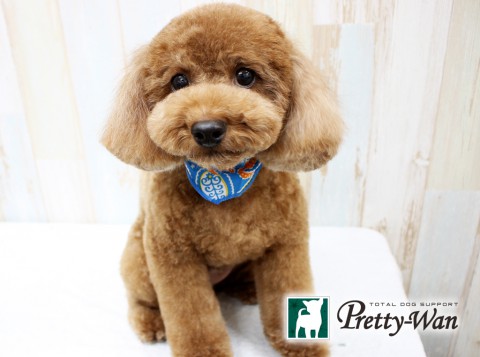 コバヤシウズラ160329