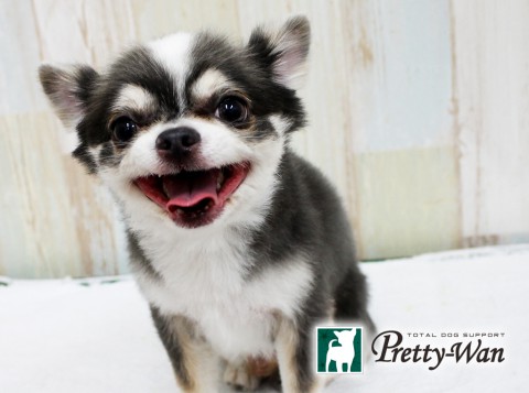 コジマセスナ160512