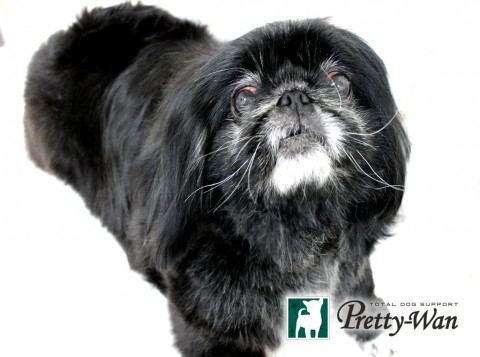 ヨシダヒメ160426