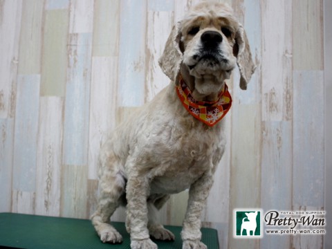 マエノホップ160125