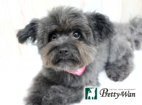 ハラダハンナ160601