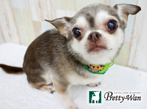 ホリキココア160502