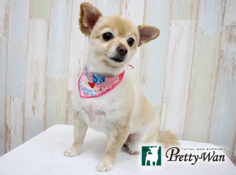 カワキタミルク160227