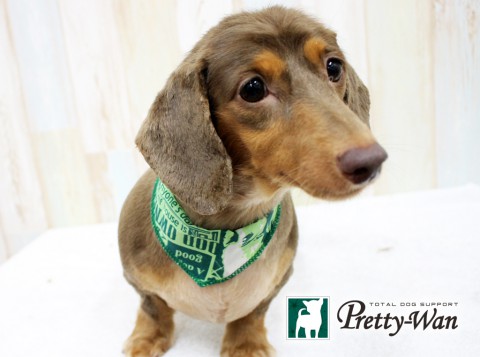 ハットリリラ160524