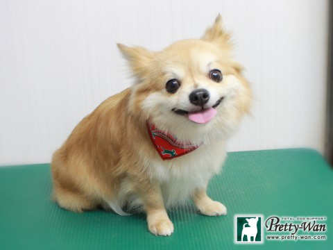 シマモトコウシ151218