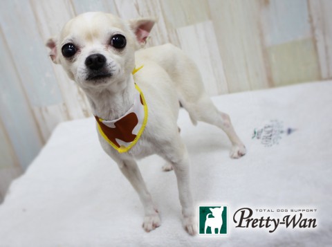 マツモトチビ160416