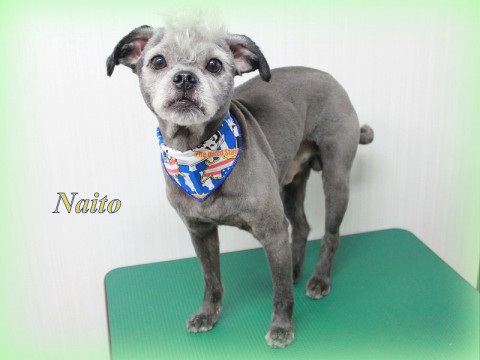 イマタナイト150519