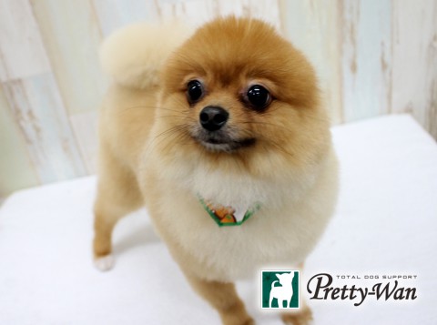 ヤギレンジ160608