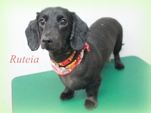 ハットリルティア150525