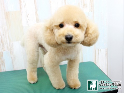 ヤナギハラキツネ160205