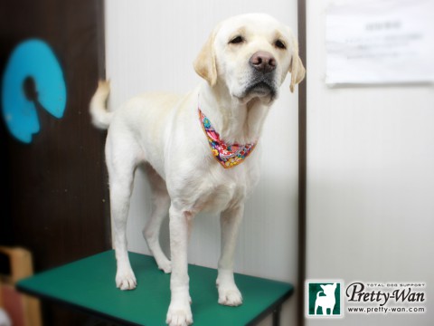 サトウココ151230