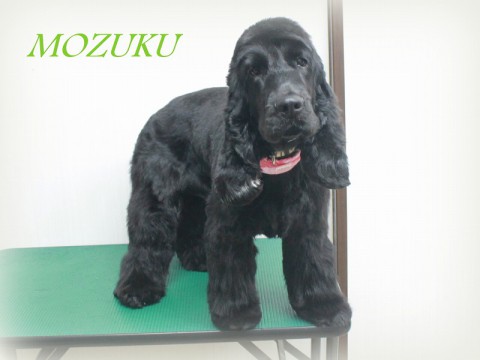 ヤマモトモズク150513