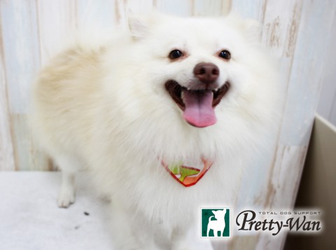 イヌカイライム160412