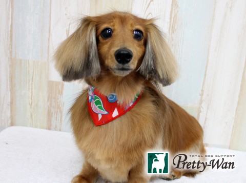 ハヤシララ160523