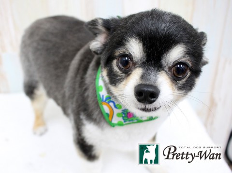 カツノアルス160513