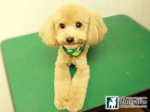 ヨシカワダン150109