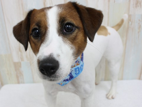 マキマイロ160530