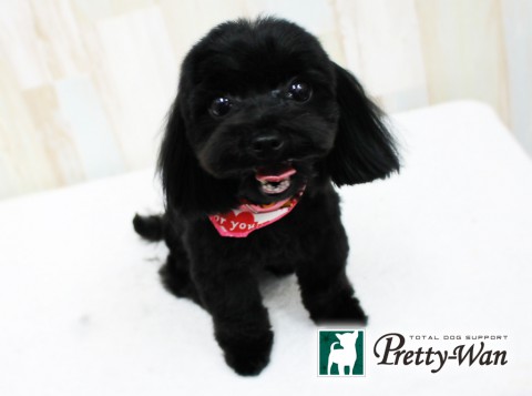 マアイモナカ160427