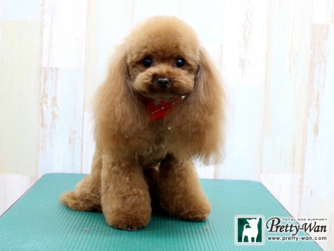 ミズノローズ160206