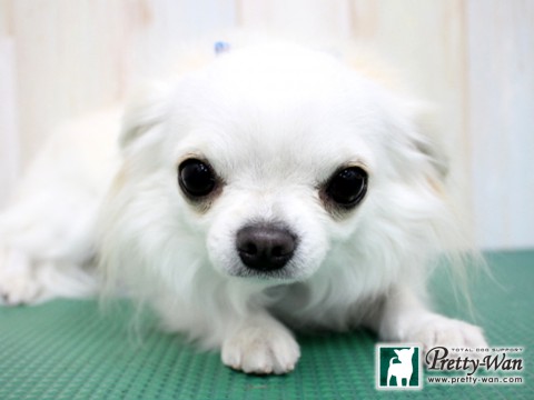 カトウミシェル160131