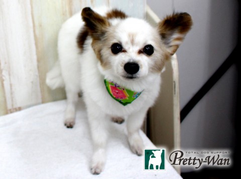 ナカミチチョコ160430