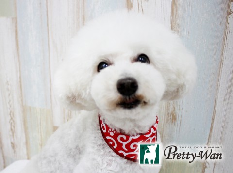 カトウリリー160511