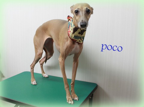 4月5日中村ぽこ