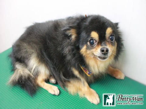 ナカオモモ151226