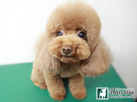 ホリオニーチャ151124