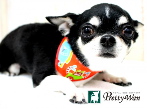 ハットリルン160430