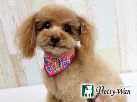 スギヤママロン160604