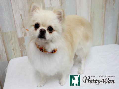 %e3%82%b9%e3%82%ae%e3%83%a2%e3%83%88%e3%82%a2%e3%83%8a161021