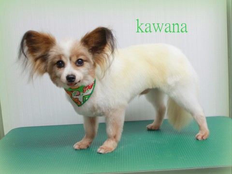 ニシカワカワナ150525