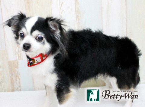 マツバマリー160430