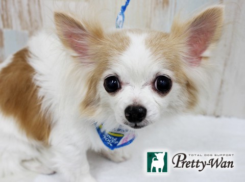 イケダイチロー160326