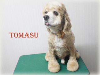 コヤマトーマス150728