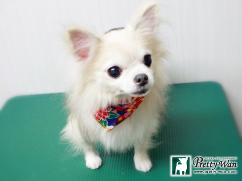 イヤダアヤメ151230