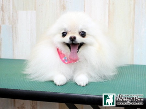 カトウシュクル160130