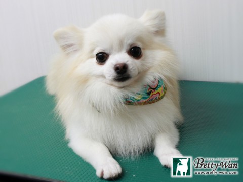 マツダソラ151226