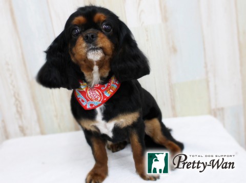 コウノナノ160410