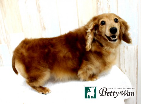 ムネオカクッキー160501